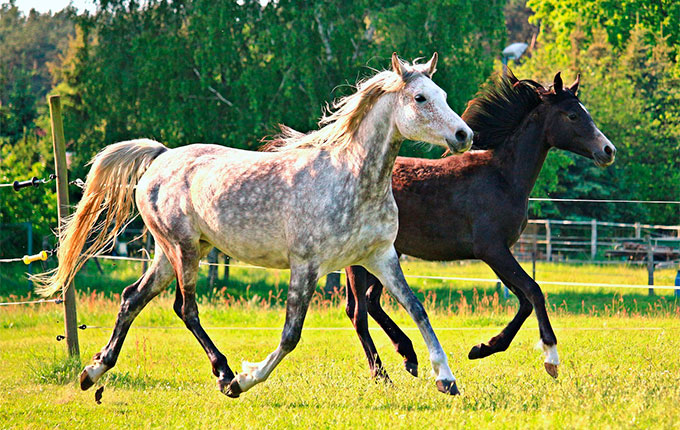 Equine Biomechanics: Horse Gaits