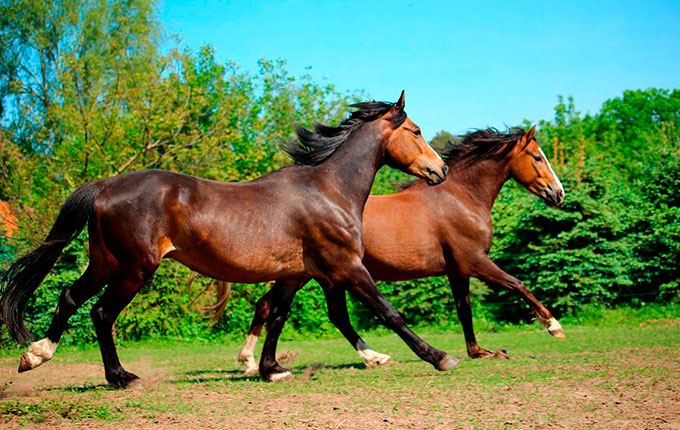 Biomechanik der Pferde: Art der Fortbewegung