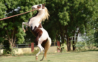 Vacaciones a caballo en la India montando un Marwari