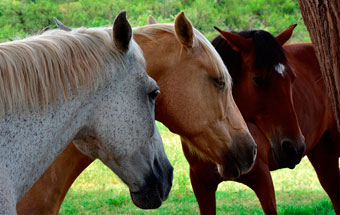 ¿Cómo detectar el dolor de los caballos?