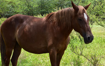 Cheval Paso Péruvien IV - El dromographe