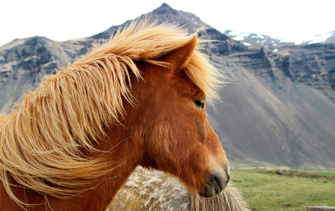 Eve Barmettler - Icelandic horse