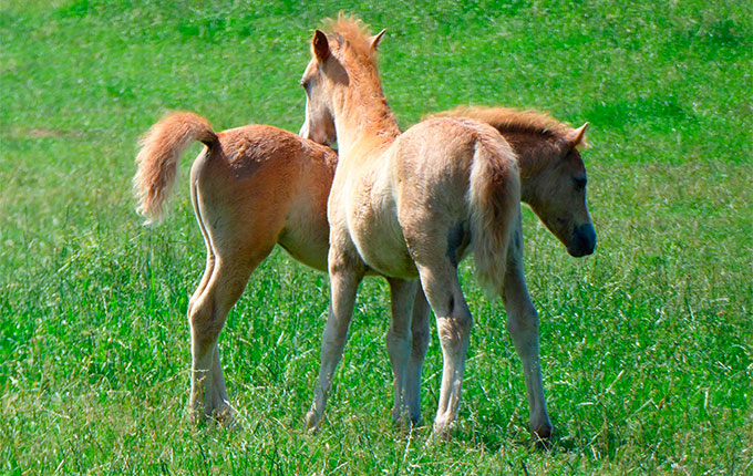 The play behavior in the development of foals
