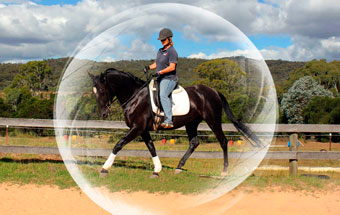Equine behaviour specialist: Kate Fenner