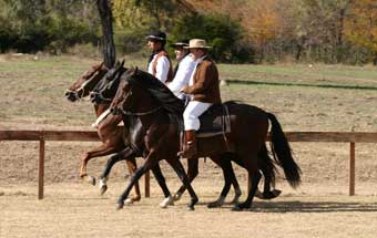 Gaited Horses: Horses with a Special Gait
