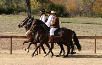 Caballos de paso: caballos con una marcha especial