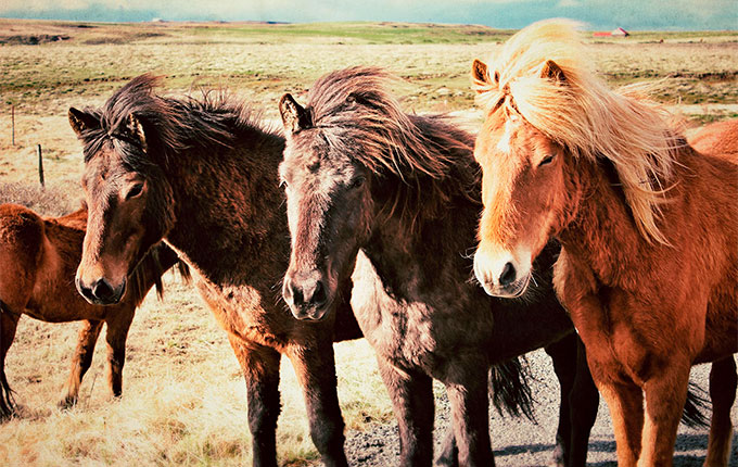 National parks on horseback in Norway