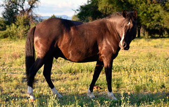 Origin of the Peruvian Paso Horse