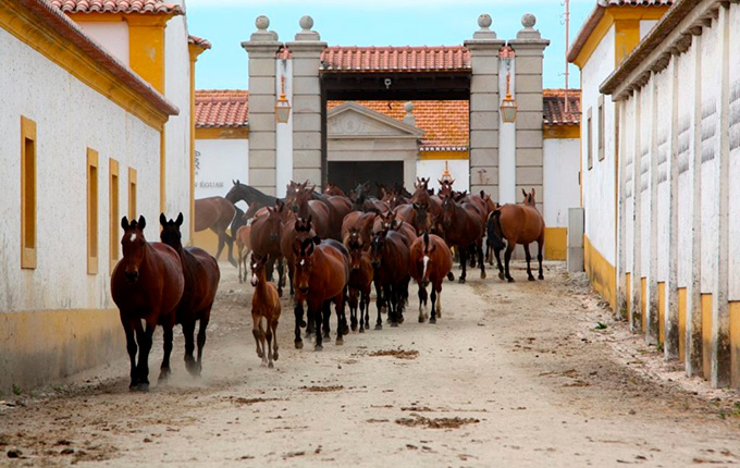 Portugal en un caballo Lusitano