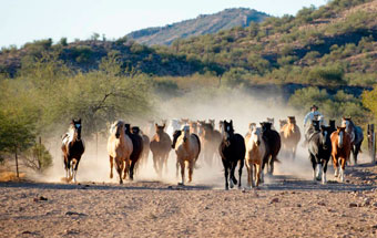 Ranches in Arizona