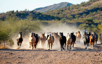 Ranchs à Arizona