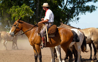 Diverse landscapes for horseback riding in Argentina