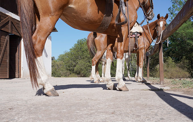 Tout ce qu'il faut savoir sur les tendons des chevaux