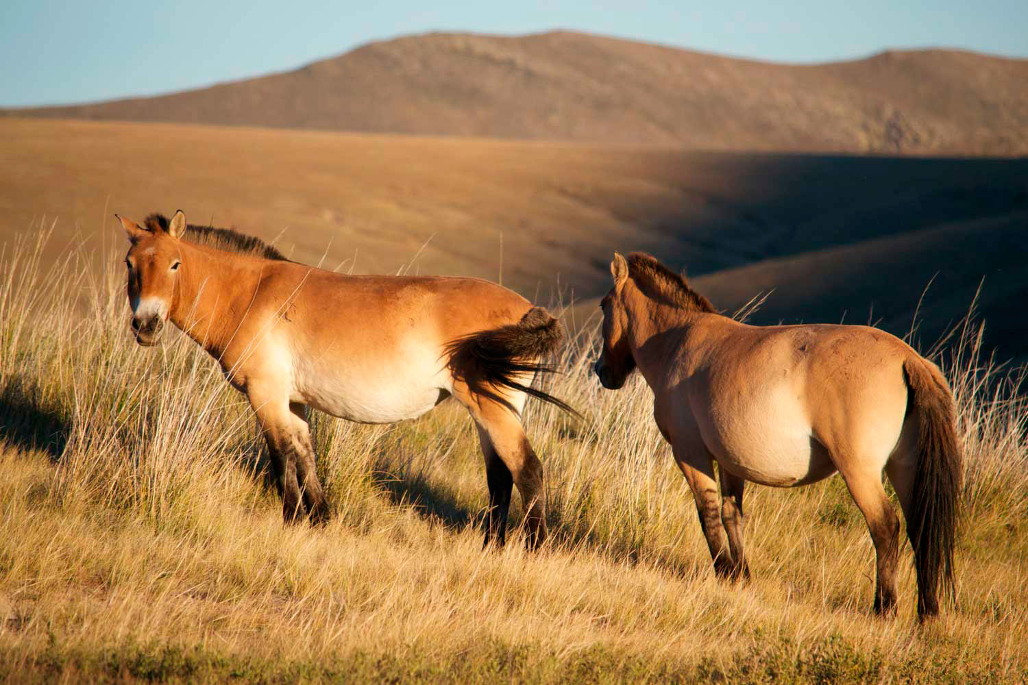 Takhi Pferd - Mongolei