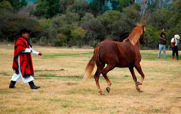 The physical aspect of the Peruvian Paso horse