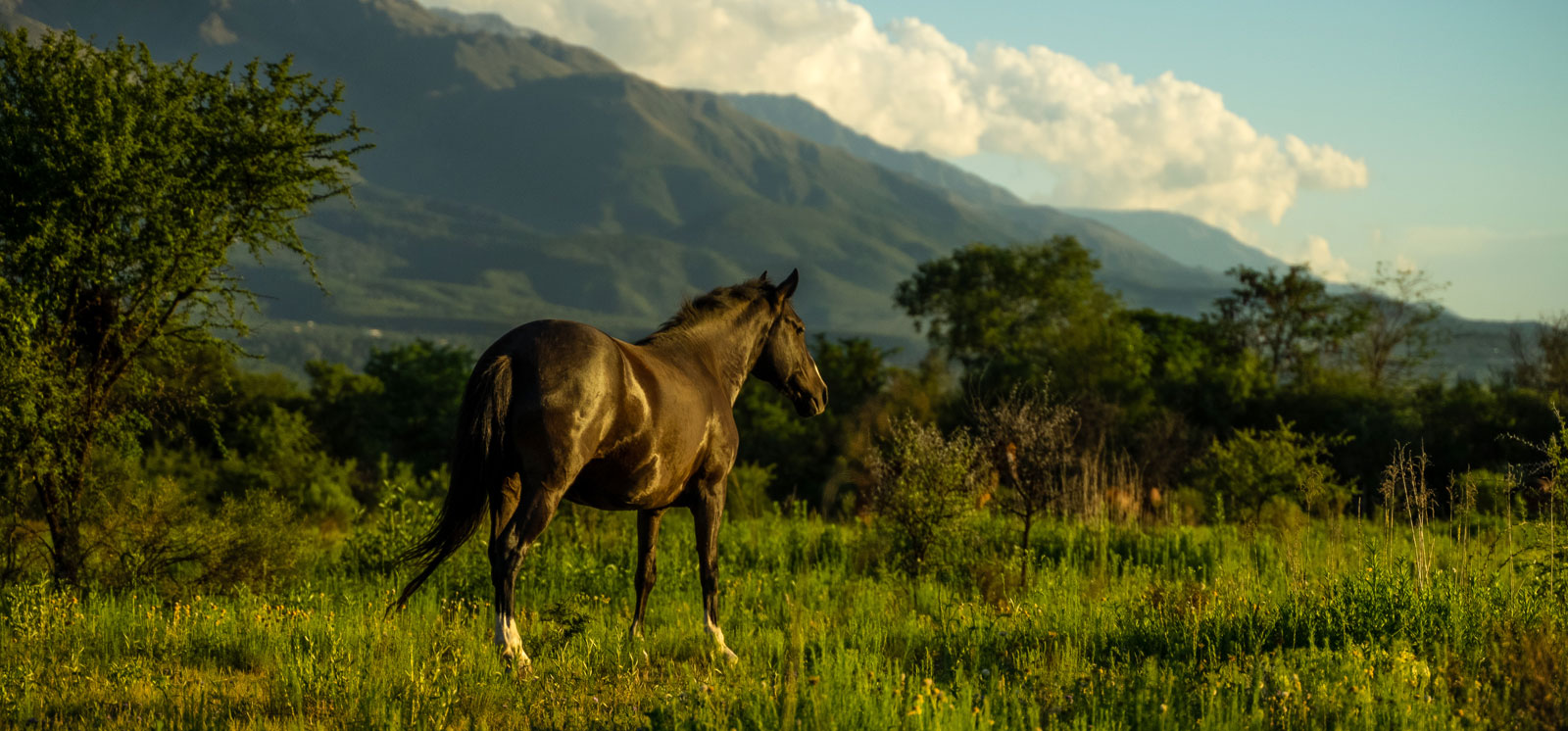 Herkunft des peruanischen Paso-Pferdes