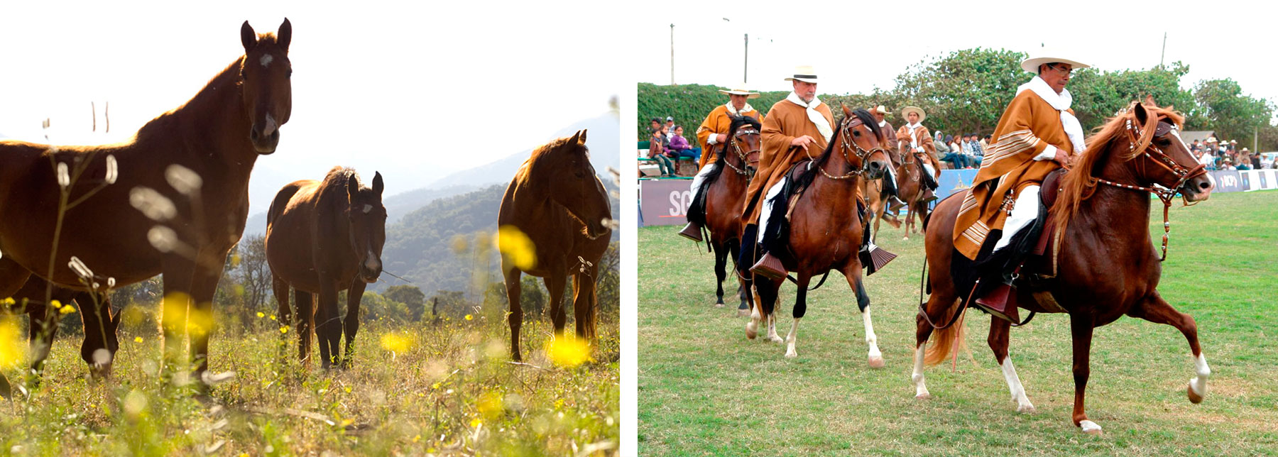 Eigenschaften des peruanischen Paso-Pferdes