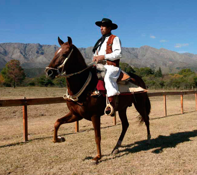 Douceur du cheval Paso péruvien