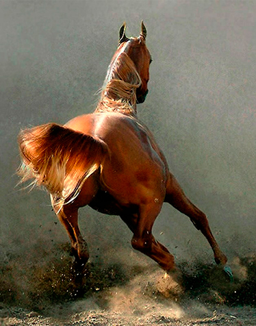 Horse showing his fight-or-flight instinct; his tail is lifted and his legs are moving fast.