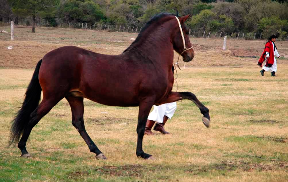 Wie Lernen Pferde Teil I Ampascachi