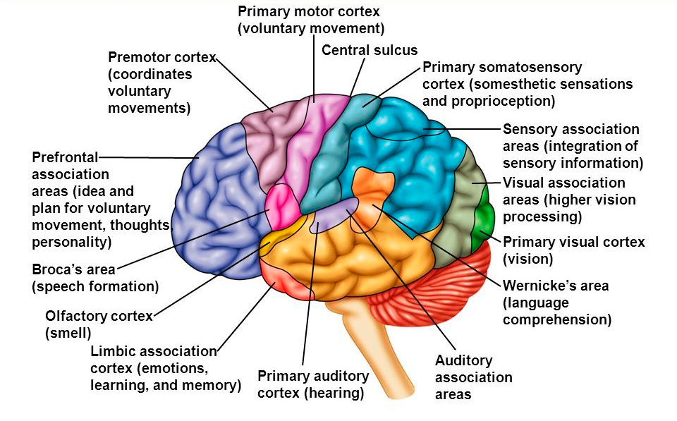Human brain: we can see the development of the frontal lobe.