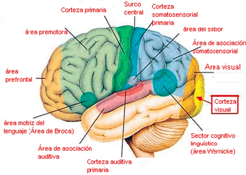 Cerebro del ser humano: podemos ver mucho mayor desarrollo lóbulo frontal.
