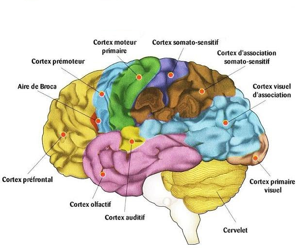 Cerveau des humains, on peut apprécier le développement du lobe frontal.