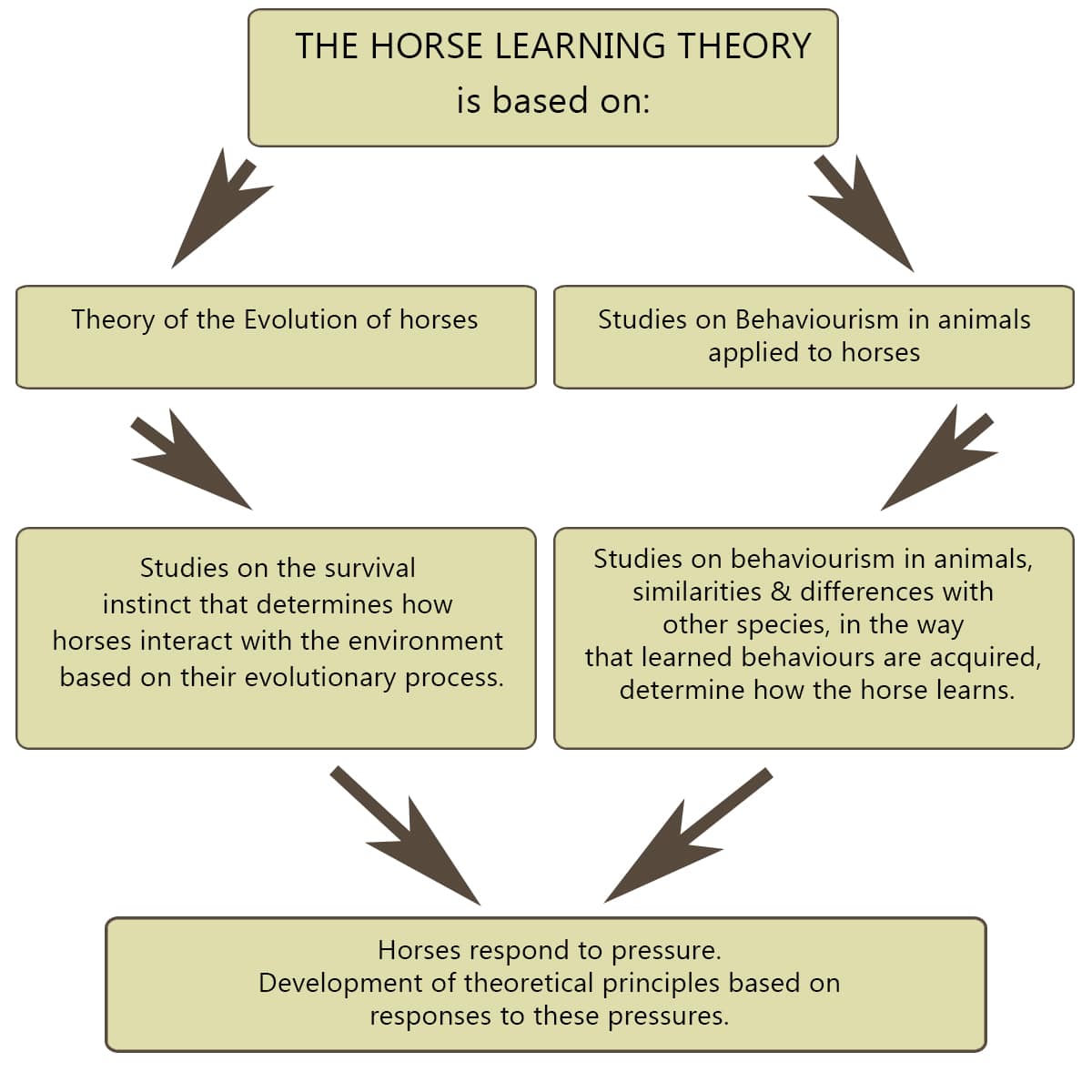 The Theory of Evolution in the horse