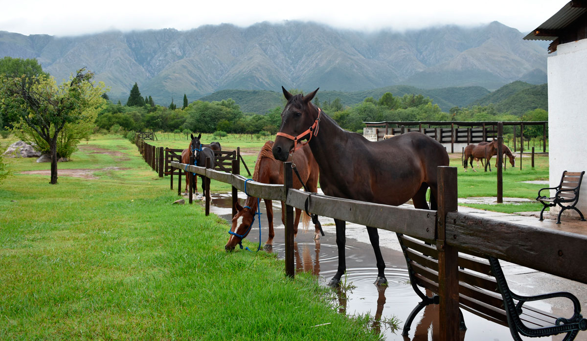 Horses at Ampascachi