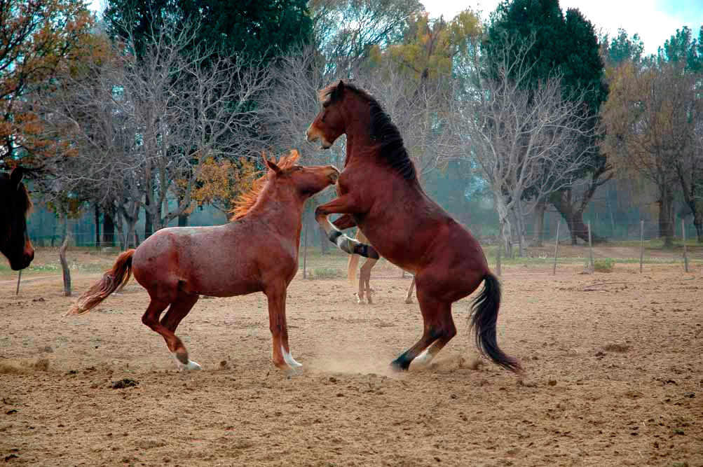 Caractéristiques des chevaux pour les itinéraires équestres