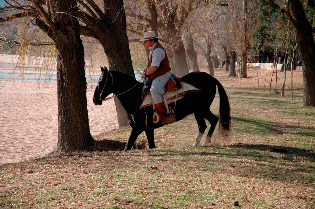 Ausbildung des Peruanischen Paso-Pferdes