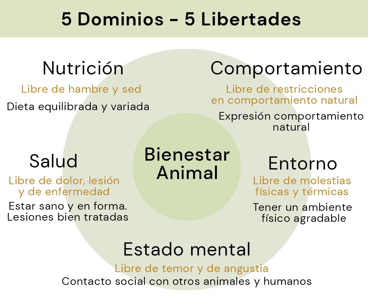 Bienestar Y Entrenamiento De Los Caballos | Ampascachi