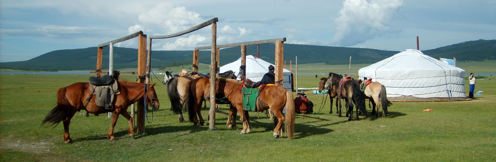 Angebundene Pferde in der Mongolei