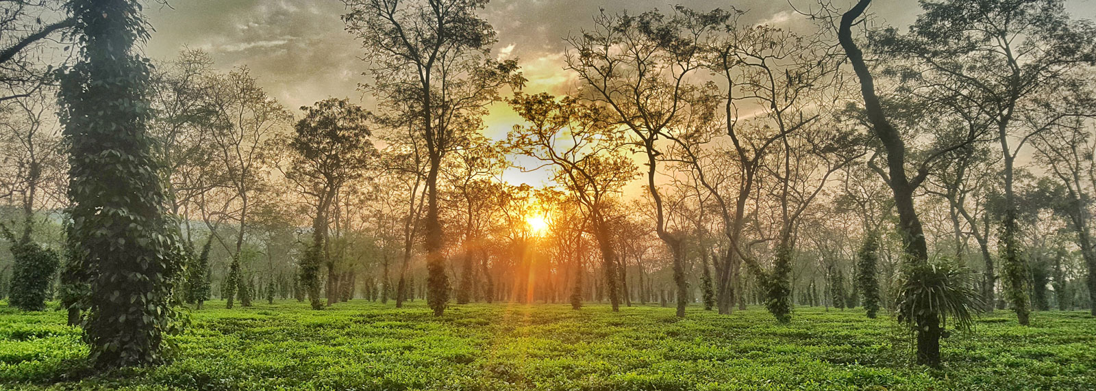 Tea plantations in Assam - India