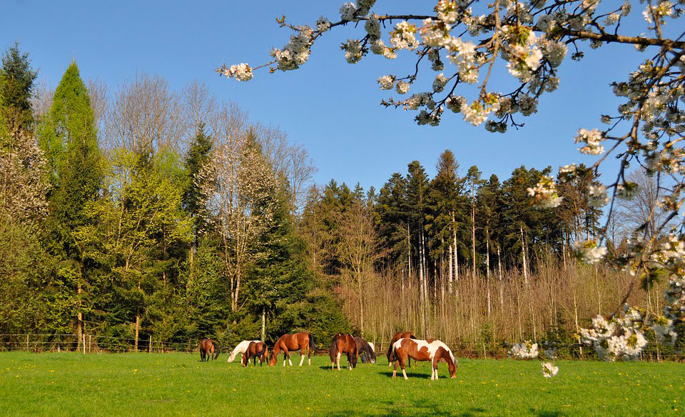 Horses grazing in the field