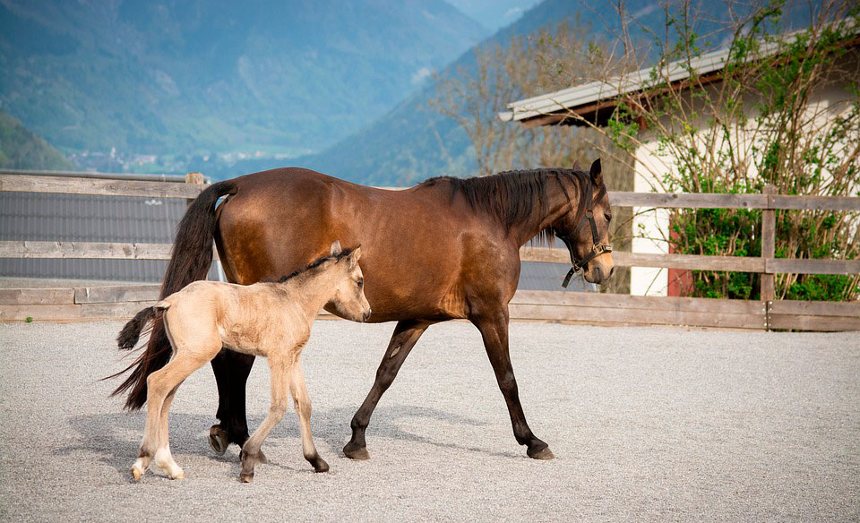 Horse breeding