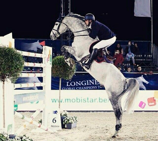 Show Jumping - Puissance