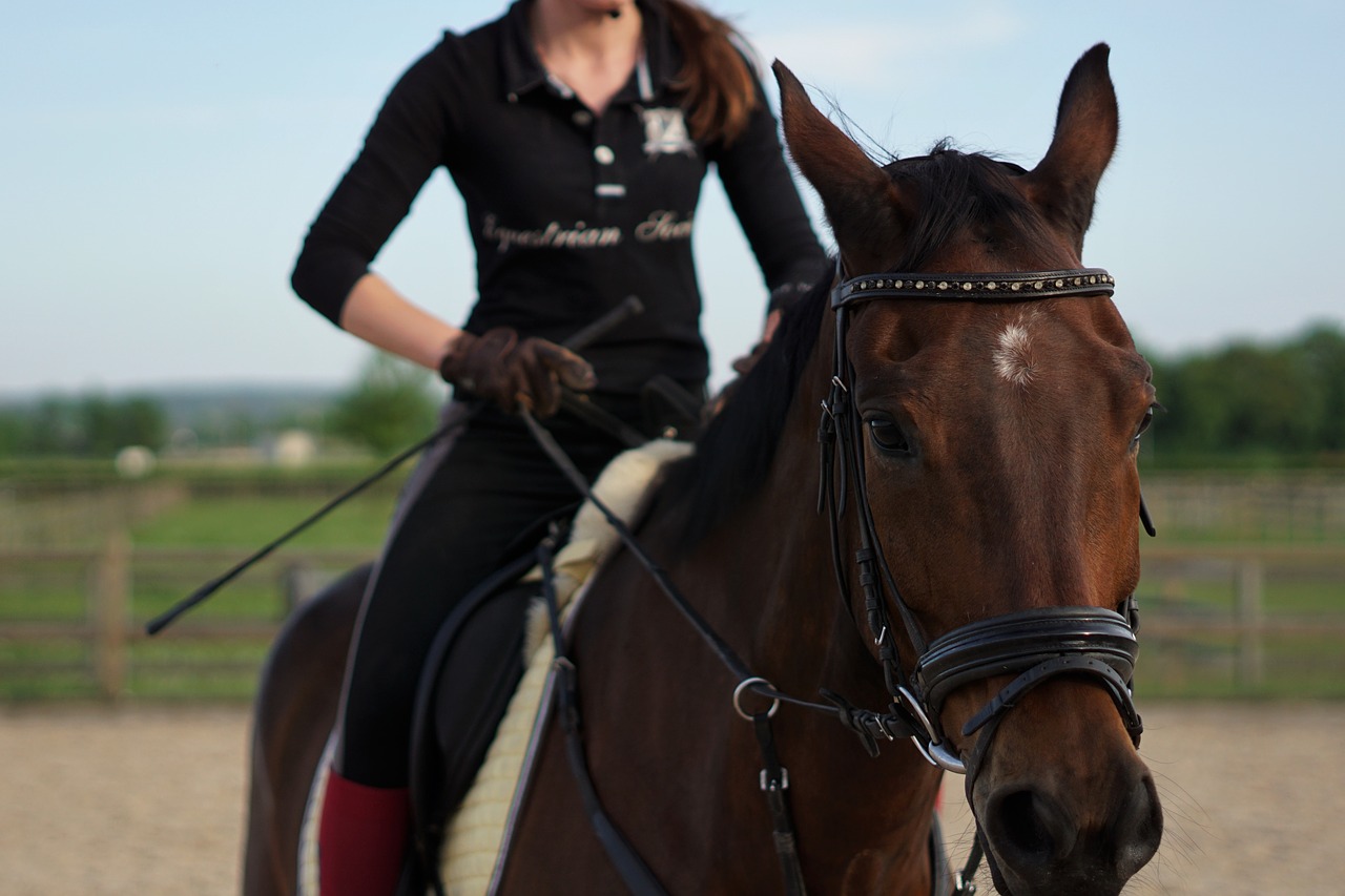 Synchronising the cues - Horse training 