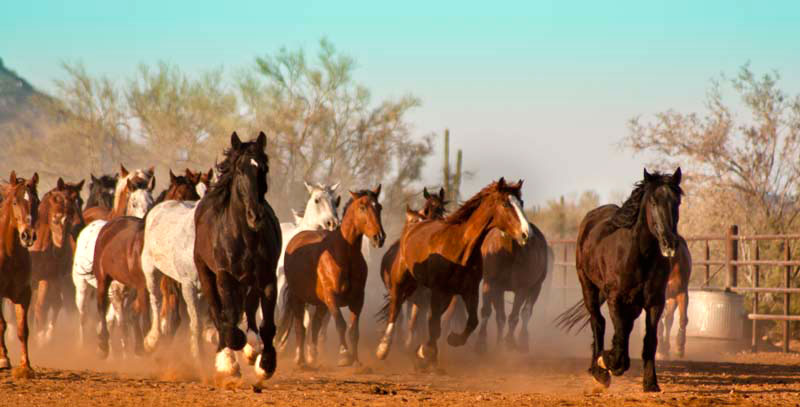 White Stallion Ranch - Manada de sus caballos