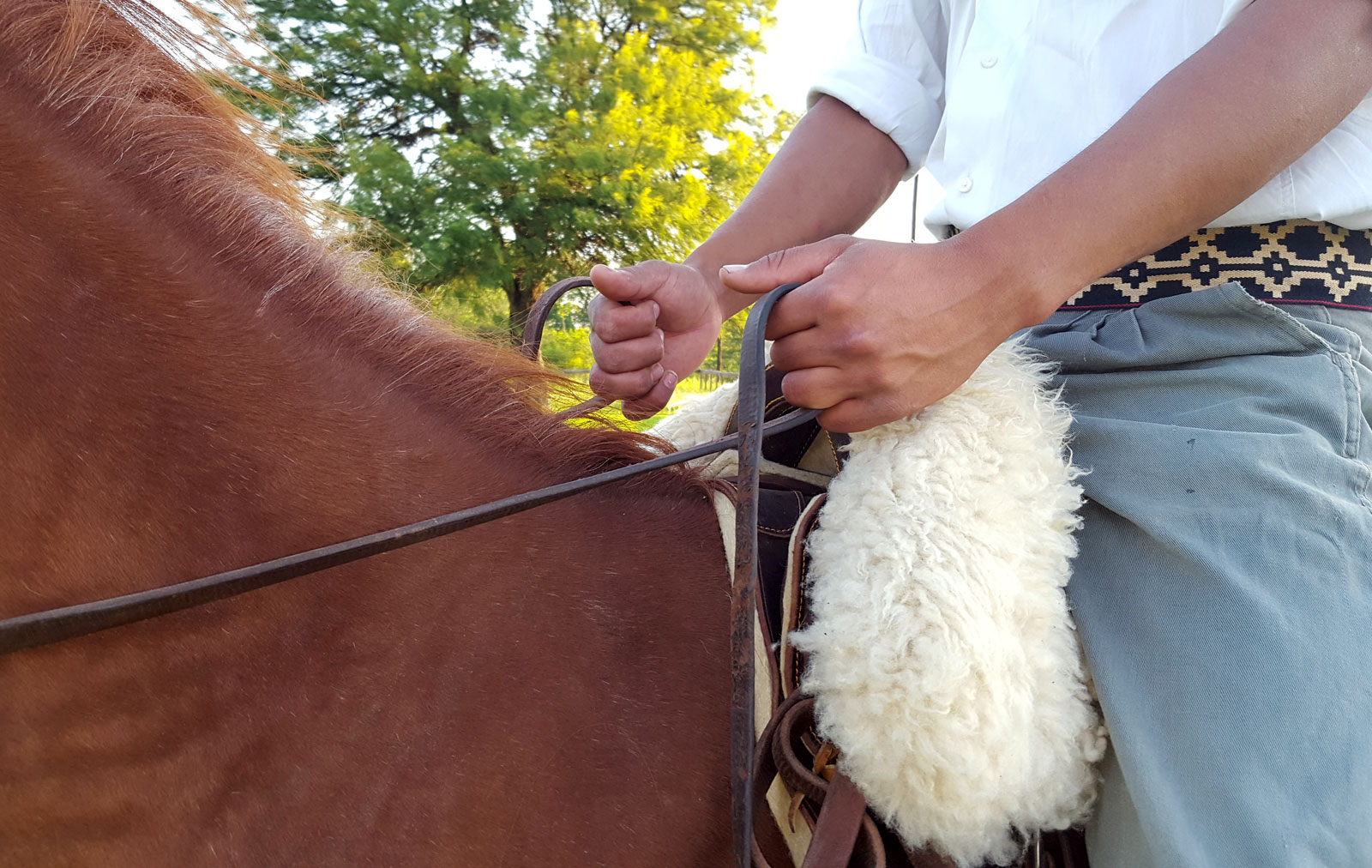 Reiten Lernen Teil Ii Ampascachi