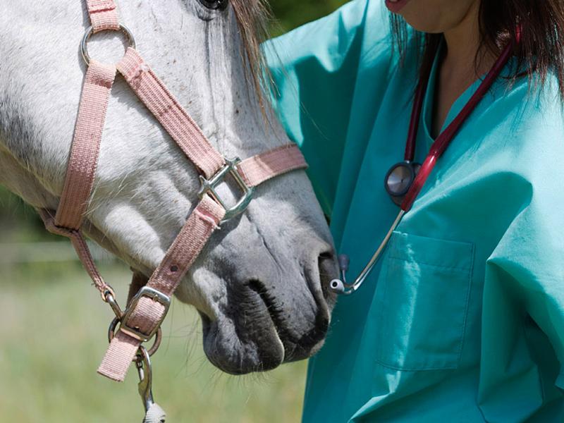 Urgencias y primeros auxilios en caballos