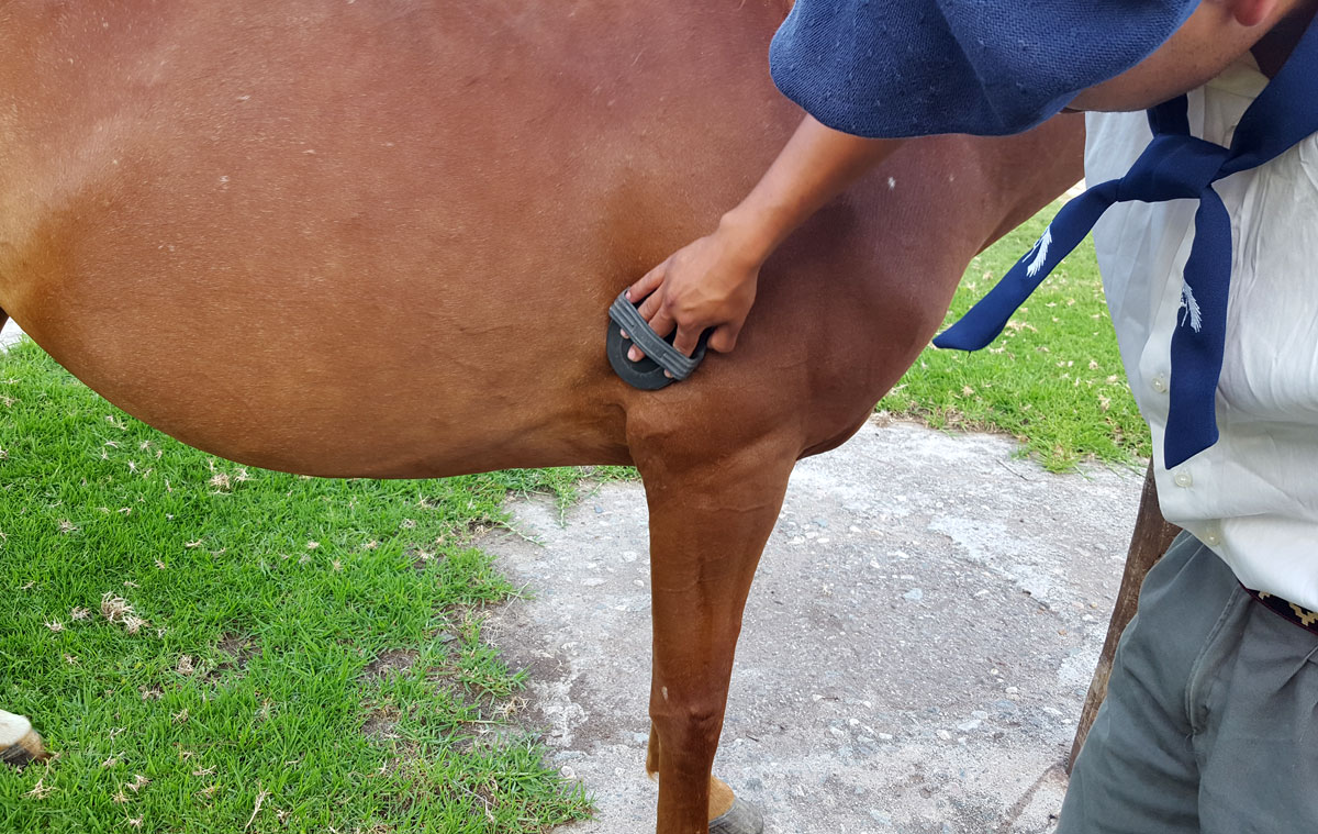 Grooming your horse - Sensitive areas