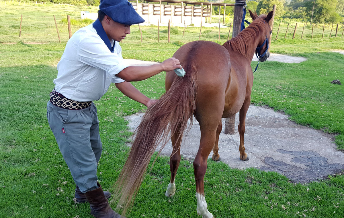 Grooming your horse - Manes and tails
