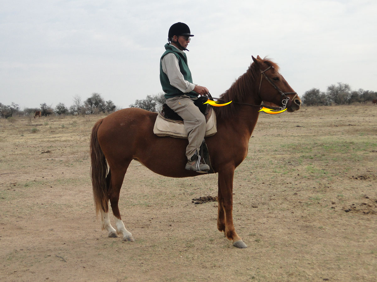 Detener la marcha del caballo