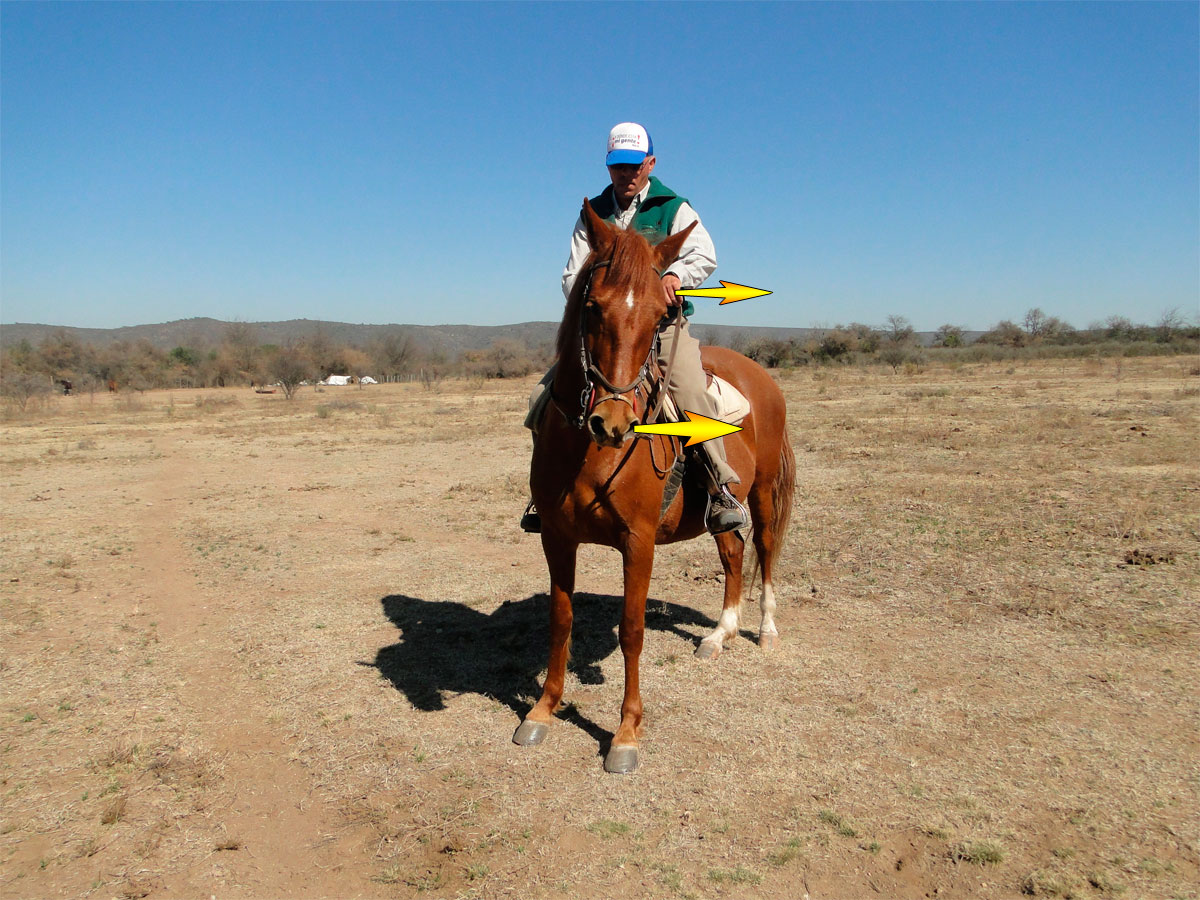 Girar con el caballo