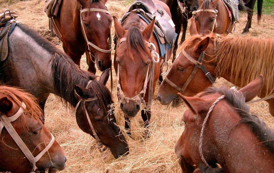 améliore la digestion et le bien-être des animaux Filet à foin/herbe/paille/nourriture pour chevaux pour une alimentation adaptée à l’espèce violet 