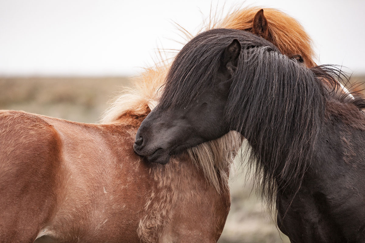 Grooming between horses