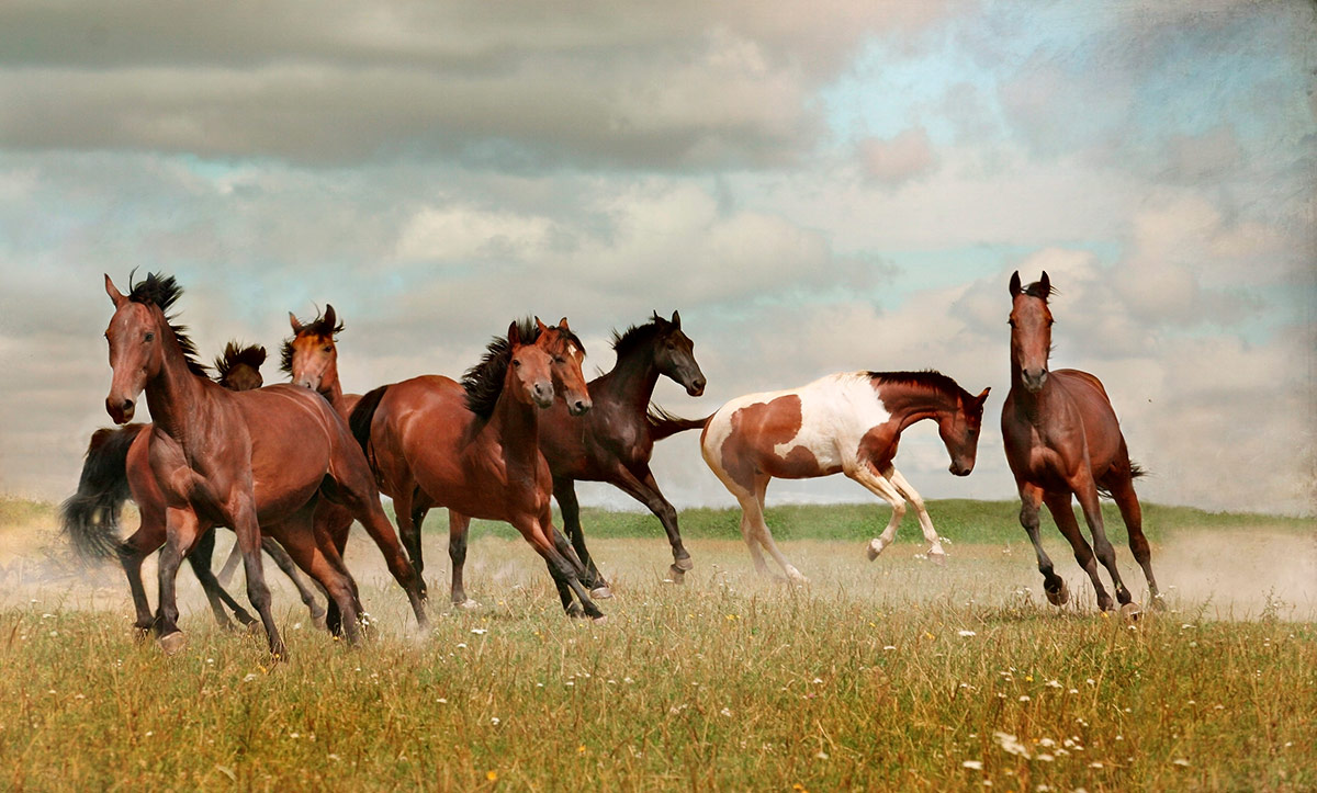 Herde von Pferden in Bewegung