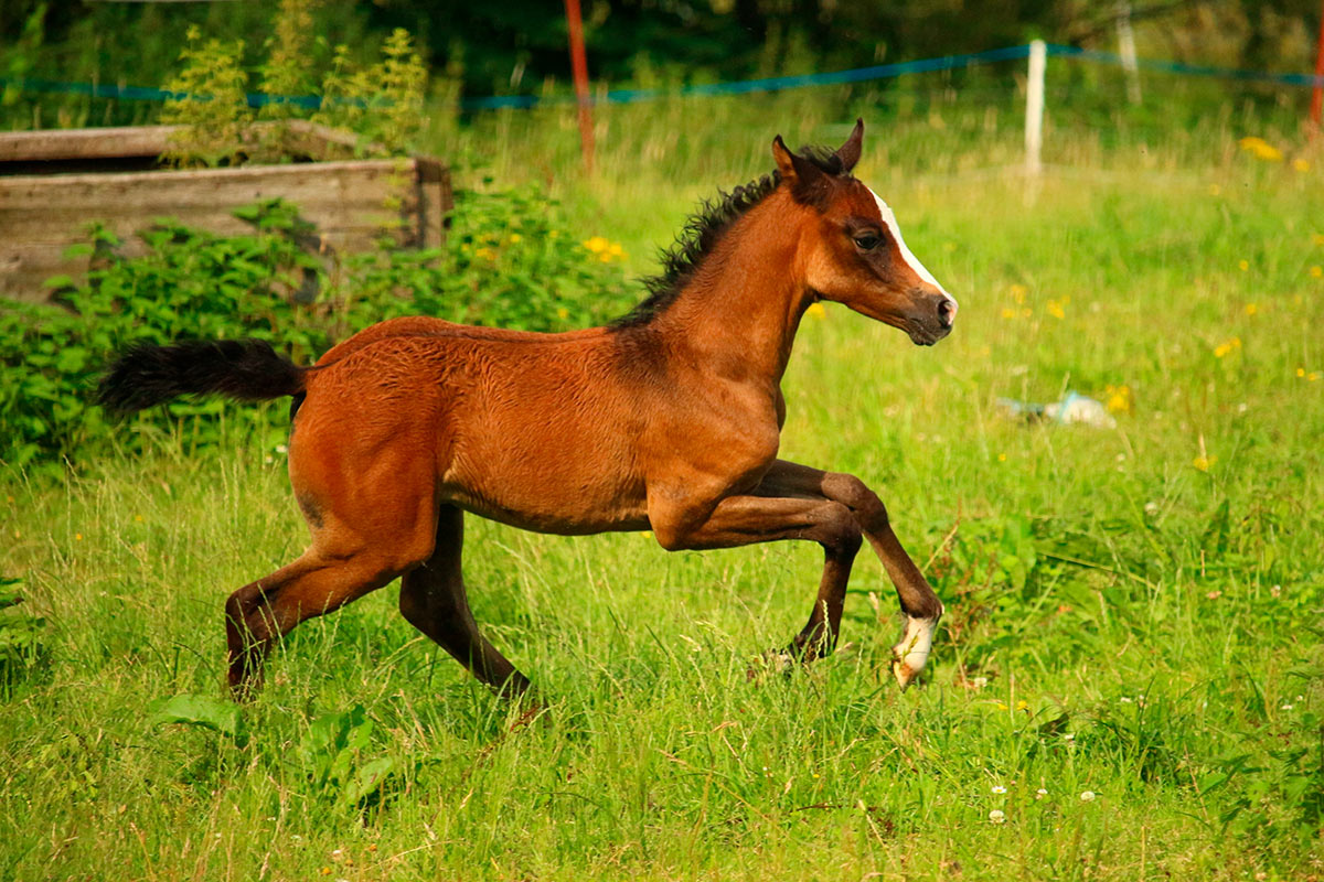 Foal trotting through the field