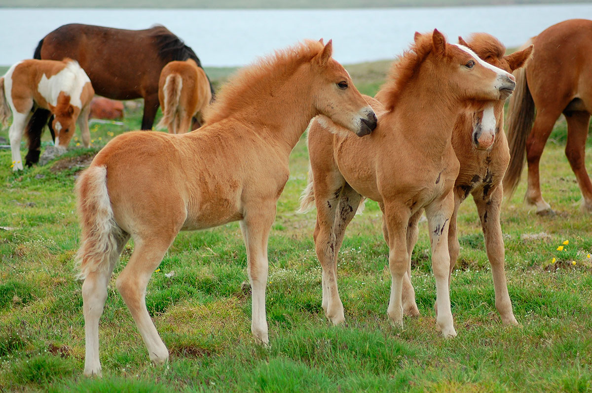 Isländische Ponys spielen
